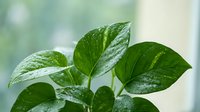 Fresh green plant leaves with water droplets in soft natural light creating peaceful indoor garden atmosphere for wellness and nature concepts.
