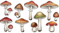 Collection of hand-drawn mushrooms with red, brown and orange caps on white background. Botanical illustration set isolated for design projects.