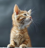 Ginger cat with long whiskers looking up attentively against dark background, side view portrait showing soft fur texture and alert expression.