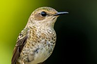 Close-up portrait of small brown spotted songbird with sharp beak against blurred green natural background, showing detailed feather texture and eye detail.