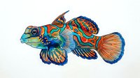 Colorful tropical fish with vibrant orange, blue, and yellow patterns isolated on white background, suitable for marine design projects and educational materials.