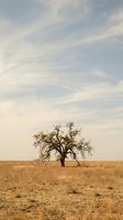 Solitary bare tree standing in arid desert landscape with dry grassland and expansive cloudy sky, depicting drought, climate change, environmental degradation, deforestation themes.