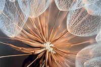Extreme macro photography of dandelion seed head showing delicate translucent filaments and intricate natural patterns against warm copper-toned background.