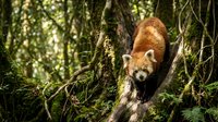 Red panda climbing on moss-covered tree branch in lush green forest habitat displaying natural wildlife behavior and endangered species conservation.