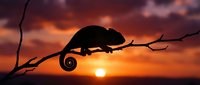 Chameleon silhouette on branch against dramatic sunset sky with orange and purple clouds. Wildlife nature scene for conservation and animal themes.