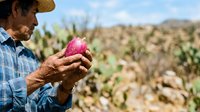 Mature male farmer with weathered skin and tan complexion inspects ripe red apple in orchard field during harvest season, agricultural production and farming.