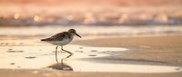 Small sandpiper bird walking on wet beach sand during golden hour sunset with soft bokeh lights reflecting on water creating peaceful coastal scene.