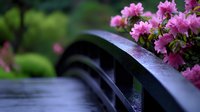Pink azalea flowers blooming on wooden bridge railing with morning dew drops and blurred natural background, creating peaceful garden atmosphere.