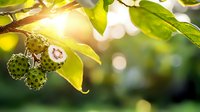 Fresh noni fruit growing on branch with green leaves in morning sunlight, natural bokeh background shows tropical agriculture and wellness concept.