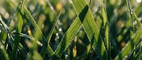 Morning dew glistens on fresh green grass blades in sunlight, creating a natural, vibrant lawn background for gardening, nature, and outdoor design projects.