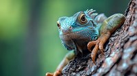 Close-up portrait of bright blue iguana head with scaly skin texture and alert eyes, resting on tree bark against blurred green natural background.