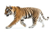 Majestic Bengal tiger walking in side view on white background, showing distinctive orange fur with black stripes. Isolated wildlife photo for nature designs.