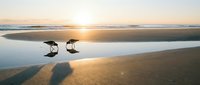 Two sandpipers foraging on wet beach sand during golden hour sunrise with ocean waves and reflections creating serene coastal morning scene.