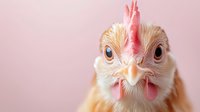 Close up portrait of young chicken with red comb and cream colored feathers against soft pink background, showing curious expression and detailed eye features.