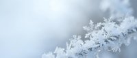 Delicate white snowflakes with intricate crystalline patterns against soft blurred winter background creating peaceful seasonal atmosphere.