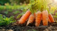 Fresh organic carrots growing in garden soil with green tops, bathed in warm sunlight, showcasing farm-to-table produce for healthy eating.