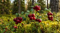 Fresh red lingonberries growing on green bush in natural forest environment during autumn harvest season for organic food and nature photography.