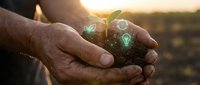 Farmer holding young seedling with soil in hands at sunset, representing sustainable agriculture, growth, and environmental stewardship for farming and gardening projects.