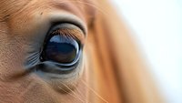 Close-up of horse eye with long eyelashes showing detailed iris and reflection. Equine portrait capturing gentle expression and natural beauty.