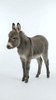 Young gray donkey foal standing on white background isolated for farm animal designs and educational materials.