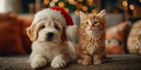 Adorable fluffy puppy wearing red Santa hat sits beside orange tabby kitten with warm Christmas lights bokeh background creating festive holiday atmosphere.