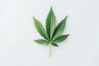 Fresh cannabis leaf isolated on white background, showcasing detailed serrated edges and vibrant green color gradation for botanical or medicinal content.