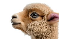 Close-up portrait of young alpaca face showing detailed eye, nose and fluffy beige wool texture against white background, isolated studio shot for design projects.