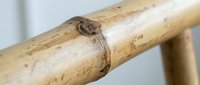 Natural bamboo pole joint detail showing organic texture and grain patterns for eco-friendly construction and sustainable design projects.