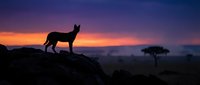 Wild dog silhouette standing on rocky outcrop during dramatic sunset with acacia tree in African savanna landscape for wildlife photography projects.