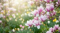 Pink magnolia flowers blooming on tree branches in spring garden with soft sunlight and blurred background for nature and seasonal themes.