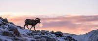Wild bighorn sheep with curved horns standing on snowy mountain ridge during golden hour sunrise with pink and orange sky in alpine wilderness landscape.