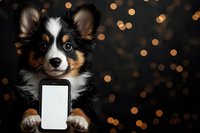 Adorable tricolor puppy holding blank smartphone screen against dark background with golden bokeh lights, looking at camera with expressive eyes.