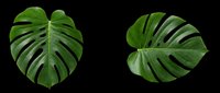 Tropical monstera leaves isolated on transparent background, ready for t-shirt design, stickers, clipart, print on demand, and sublimation projects.