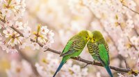 Pair of green parakeets perched together on flowering branch with delicate pink blossoms, ideal for nature and wildlife themes.