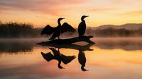 Silhouetted cormorants perched on log at sunrise with misty water and golden sky, perfect for nature and wildlife backgrounds.