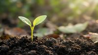 Young green seedling sprouting from rich dark soil in sunlight, symbolizing growth, new beginnings, and environmental sustainability.