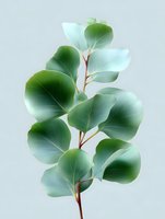 Fresh eucalyptus branch with round green leaves on light background, botanical art illustration for nature-inspired designs and decorative purposes.