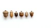 Isolated acorns in various natural wood tones and textures arranged in a row on white background, suitable for autumn designs, nature graphics, and seasonal projects.