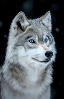 Majestic gray wolf with piercing blue eyes gazing into distance against dark background while snow falls, showcasing wilderness and natural beauty in winter setting.