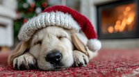 Golden retriever puppy sleeping in Santa hat on red carpet with Christmas tree and fireplace in cozy holiday home setting.