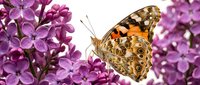 Painted lady butterfly with orange and brown patterned wings resting on vibrant purple lilac flowers. Use for nature, wildlife, and garden design projects.