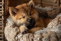 Adorable Shiba Inu puppy sleeping peacefully in woven basket with cozy blankets, showcasing warm brown fur and relaxed expression.