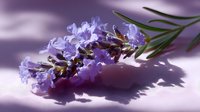 Fresh lavender sprig with delicate purple blooms casting soft shadows on light surface, aromatic herb in gentle natural lighting creates calming spa atmosphere.