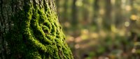 Green moss growing on tree bark in sunlight creating natural forest texture with soft bokeh background for environmental and nature concepts.