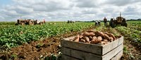 Wooden crate filled with freshly harvested potatoes in agricultural field with farm machinery and crop rows visible in background.