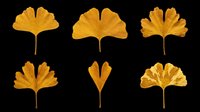 Ginkgo biloba golden yellow autumn leaves isolated on transparent background, ready for t-shirt design, clipart, stickers, sublimation and print-on-demand projects.