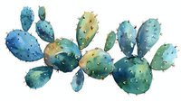 Watercolor prickly pear cactus in turquoise and blue tones with delicate spines, botanical art composition on white background for nature-inspired designs.