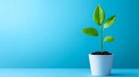 Young green plant seedling growing in white pot against vibrant blue background, symbolizing growth, new beginnings and environmental concepts.