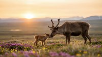 Reindeer mother with calf grazing among purple wildflowers during golden sunset in arctic tundra landscape. Wildlife family bonding moment in natural habitat.