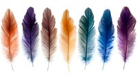 Colorful feathers arranged in row on white background, including orange, purple, brown, yellow, teal, blue and violet plumes. Isolated elements for design use.
